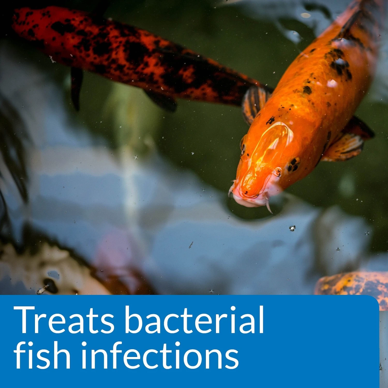 API Pond Melafix For Bacterial Infections In Fish 6 API Pond Melafix For Bacterial Infections In Fish - Image 4