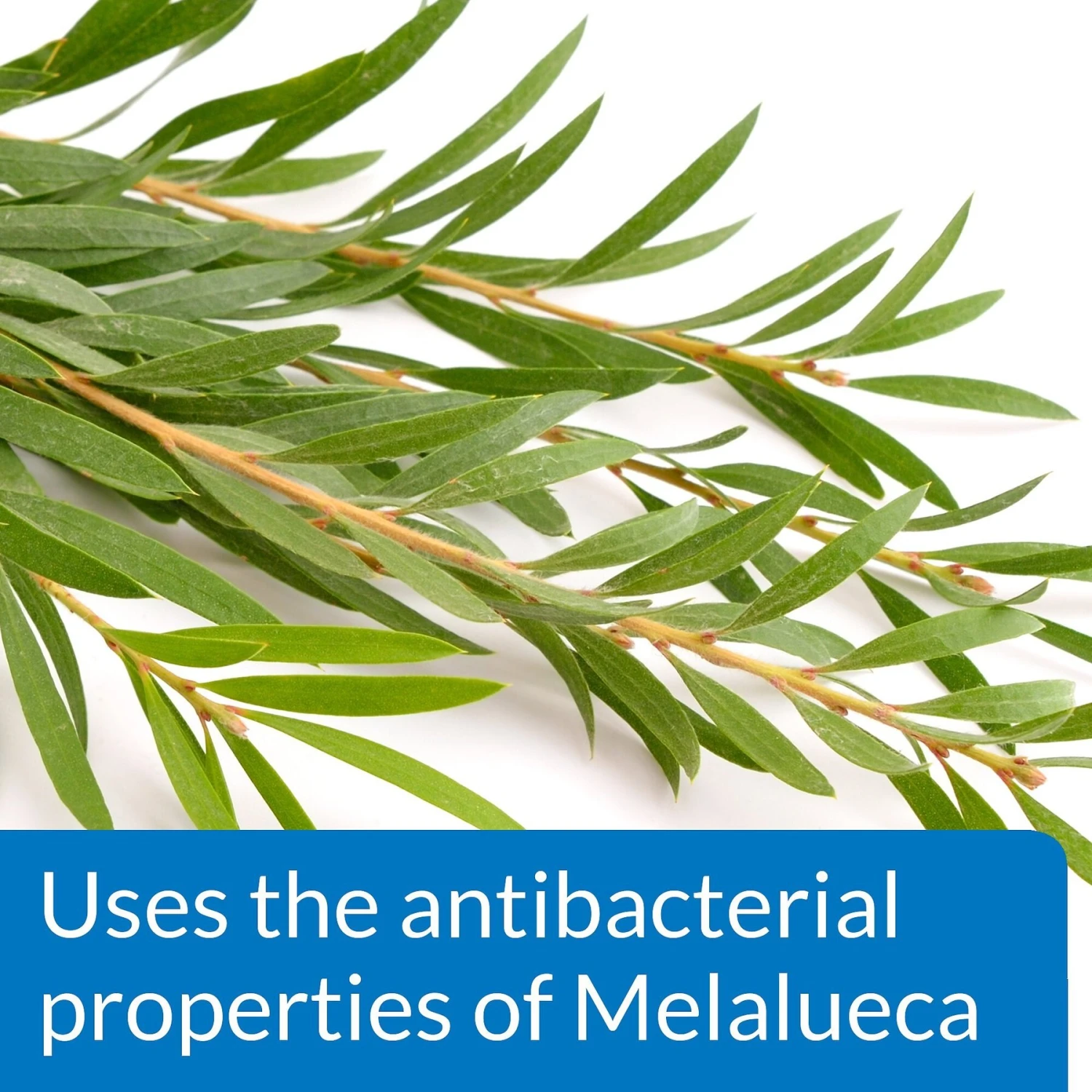 API Pond Melafix For Bacterial Infections In Fish 7 API Pond Melafix For Bacterial Infections In Fish - Image 5