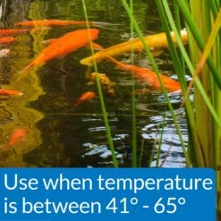 API Pond Cool Water Koi & Goldfish Food 10 API Pond Cool Water Koi & Goldfish Food -Plax Penn Shop 144139 PT2. AC SS1800 V1521564016