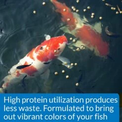 API Pond Cool Water Koi & Goldfish Food 11 API Pond Cool Water Koi & Goldfish Food -Plax Penn Shop 144139 PT3. AC SS1800 V1521563956