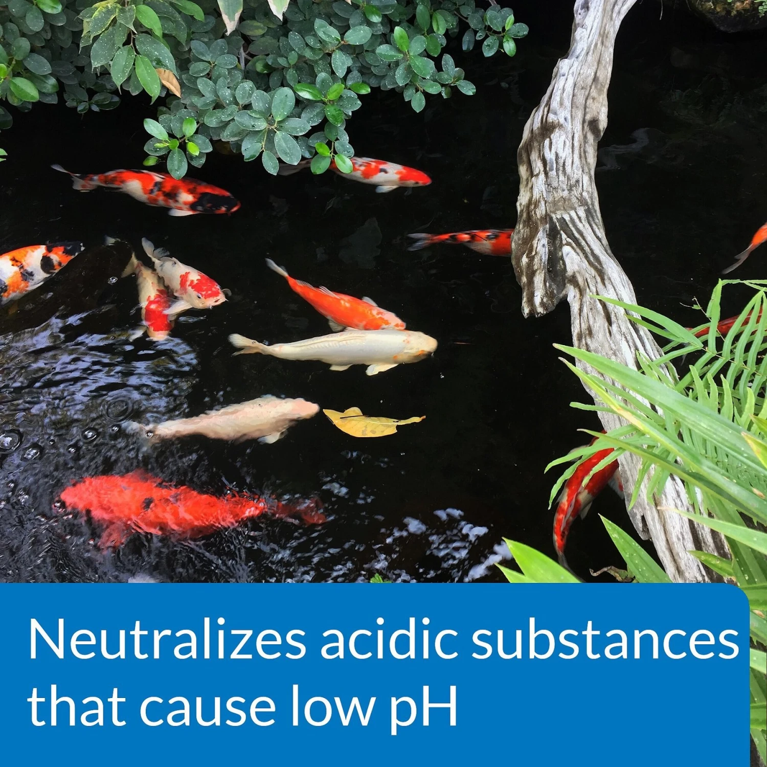 API Pond PH Up Pond Water PH Raising Solution 6 API Pond PH Up Pond Water PH Raising Solution - Image 4