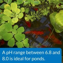 API Pond PH Up Pond Water PH Raising Solution 12 API Pond PH Up Pond Water PH Raising Solution -Plax Penn Shop 165858 PT5. AC SS1800 V1555957750
