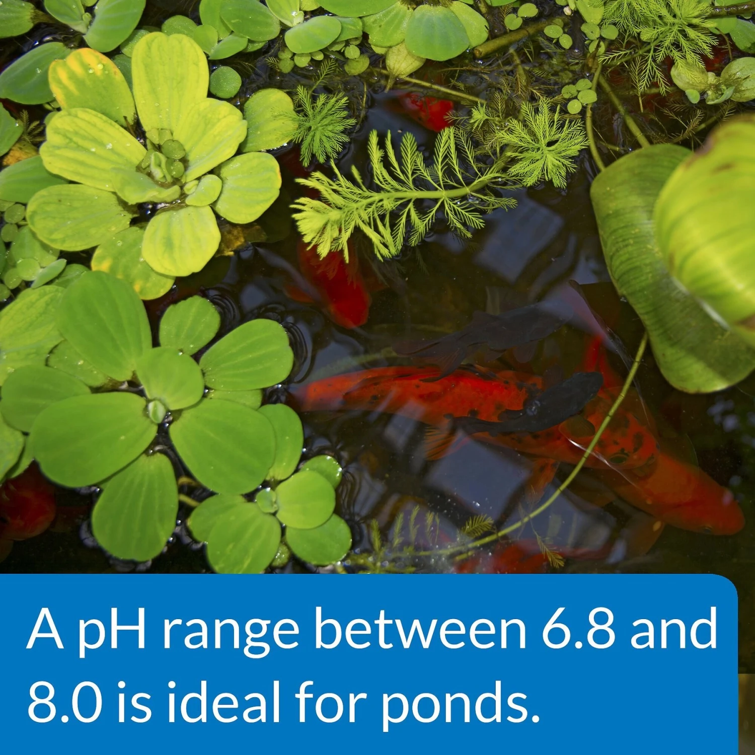 API Pond PH Up Pond Water PH Raising Solution 7 API Pond PH Up Pond Water PH Raising Solution - Image 5