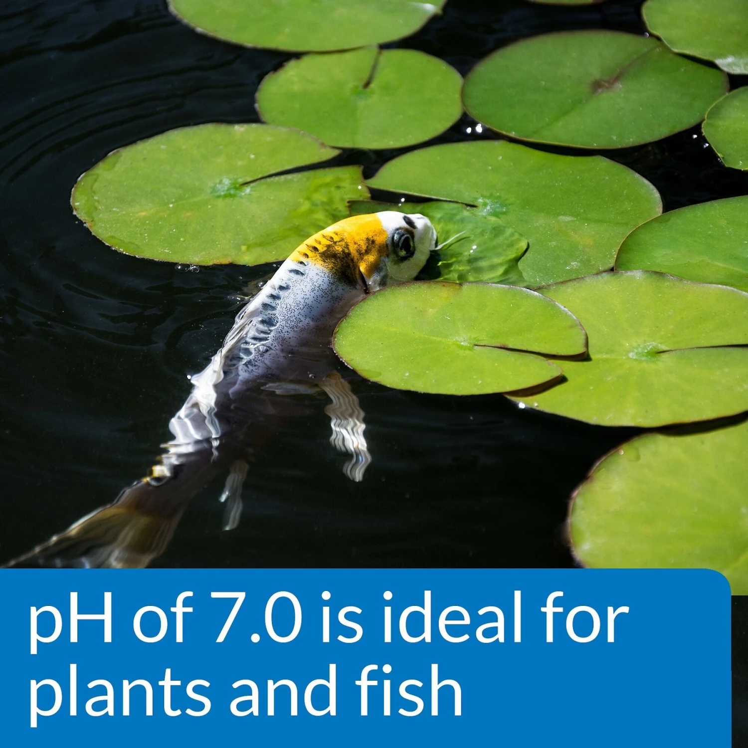 API Pond Wide Range PH Test Kit 160-Test Pond Water Test Kit 6 API Pond Wide Range PH Test Kit 160-Test Pond Water Test Kit - Image 4