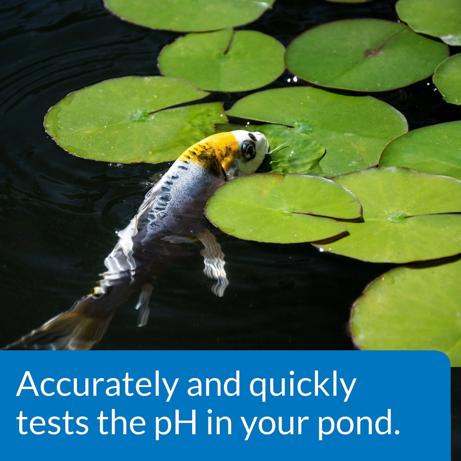 API Pond Wide Range PH Test Kit 160-Test Pond Water Test Kit 7 API Pond Wide Range PH Test Kit 160-Test Pond Water Test Kit - Image 5