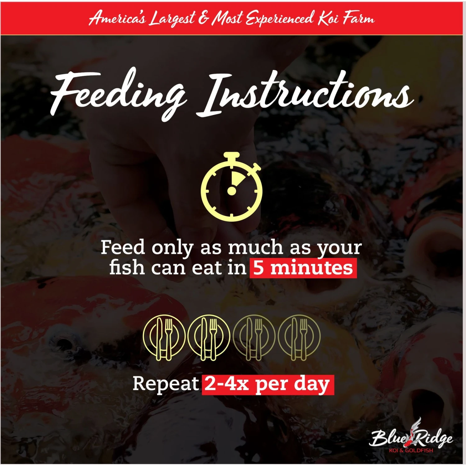 Blue Ridge Koi & Goldfish Mini Pellet Growth Formula Koi & Goldfish Food 6 Blue Ridge Koi & Goldfish Mini Pellet Growth Formula Koi & Goldfish Food - Image 4