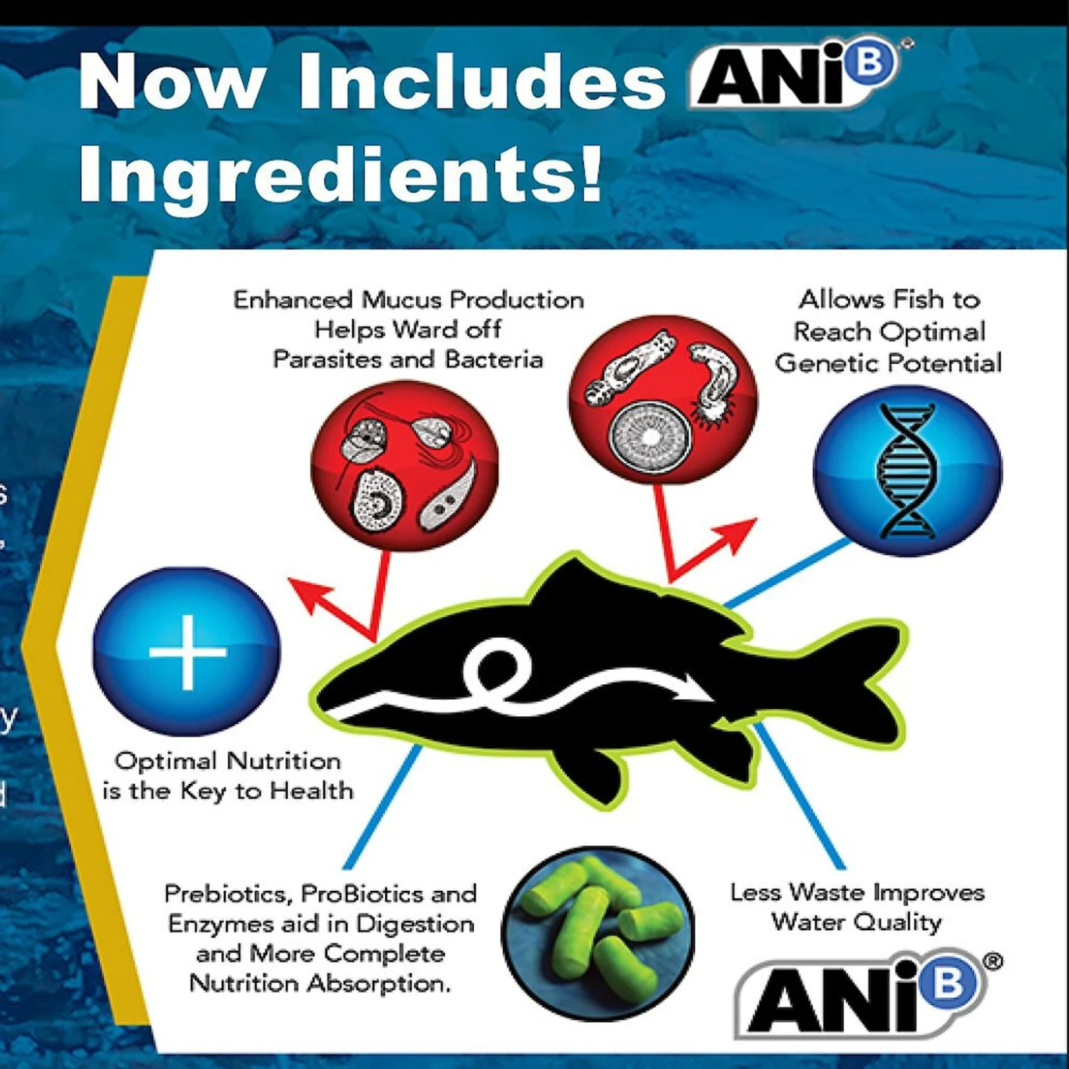 Blackwater Premium Koi And Goldfish Food Gold-N Medium Pellet Fish Food, 40-lb Bag 5 Blackwater Premium Koi And Goldfish Food Gold-N Medium Pellet Fish Food, 40-lb Bag - Image 3