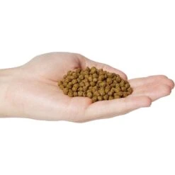 Blackwater Premium Koi And Goldfish Food Cool Season Medium Pellet Fish Food, 40-lb Bag -Plax Penn Shop 206349 PT4. AC SS1800 V1571934208