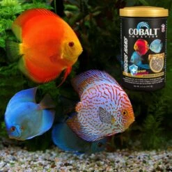 Cobalt Aquatics Discus Hans Flake Fish Food -Plax Penn Shop 243241 PT4. AC SS1800 V1669237719