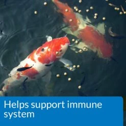 API Pond Koi & Goldfish Food -Plax Penn Shop 253896 PT3. AC SS1800 V1602517603