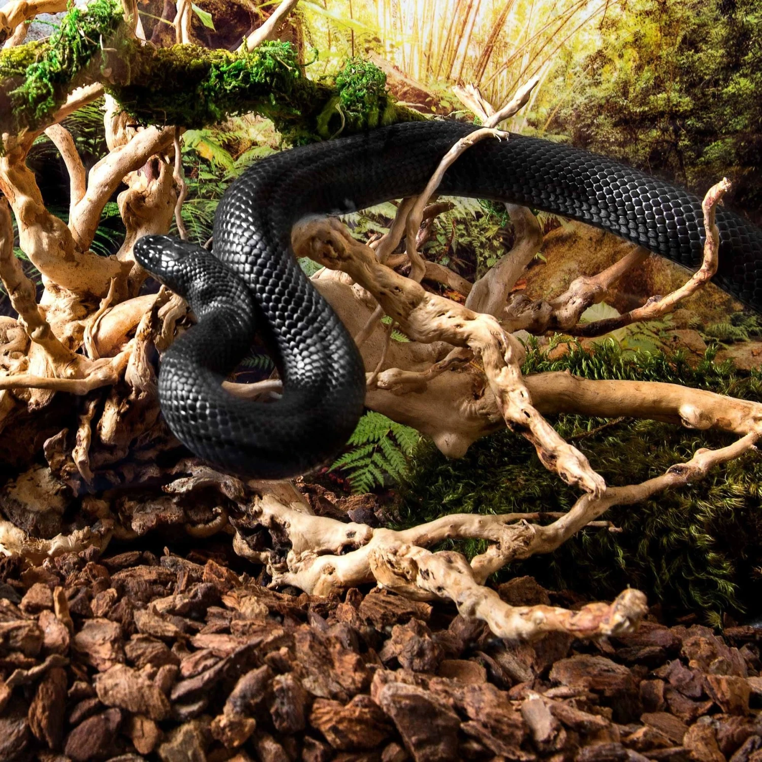 Galapagos Spiderwood Aquarium & Terrarium Accessory, Natural 5 Galapagos Spiderwood Aquarium & Terrarium Accessory, Natural - Image 3