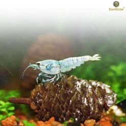 SunGrow Shrimp Breeding Aquarium Tank Water Conditioner & Food Alder Cones, 50 Count 12 SunGrow Shrimp Breeding Aquarium Tank Water Conditioner & Food Alder Cones, 50 Count -Plax Penn Shop 269366 PT4. AC SS1800 V1617750396