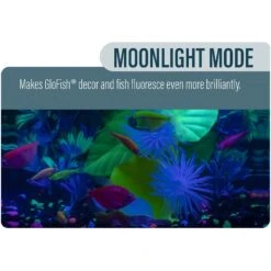 GloFish Betta Fish Aquarium Kit, 3-gal -Plax Penn Shop 301646 PT3. AC SS1800 V1622152381