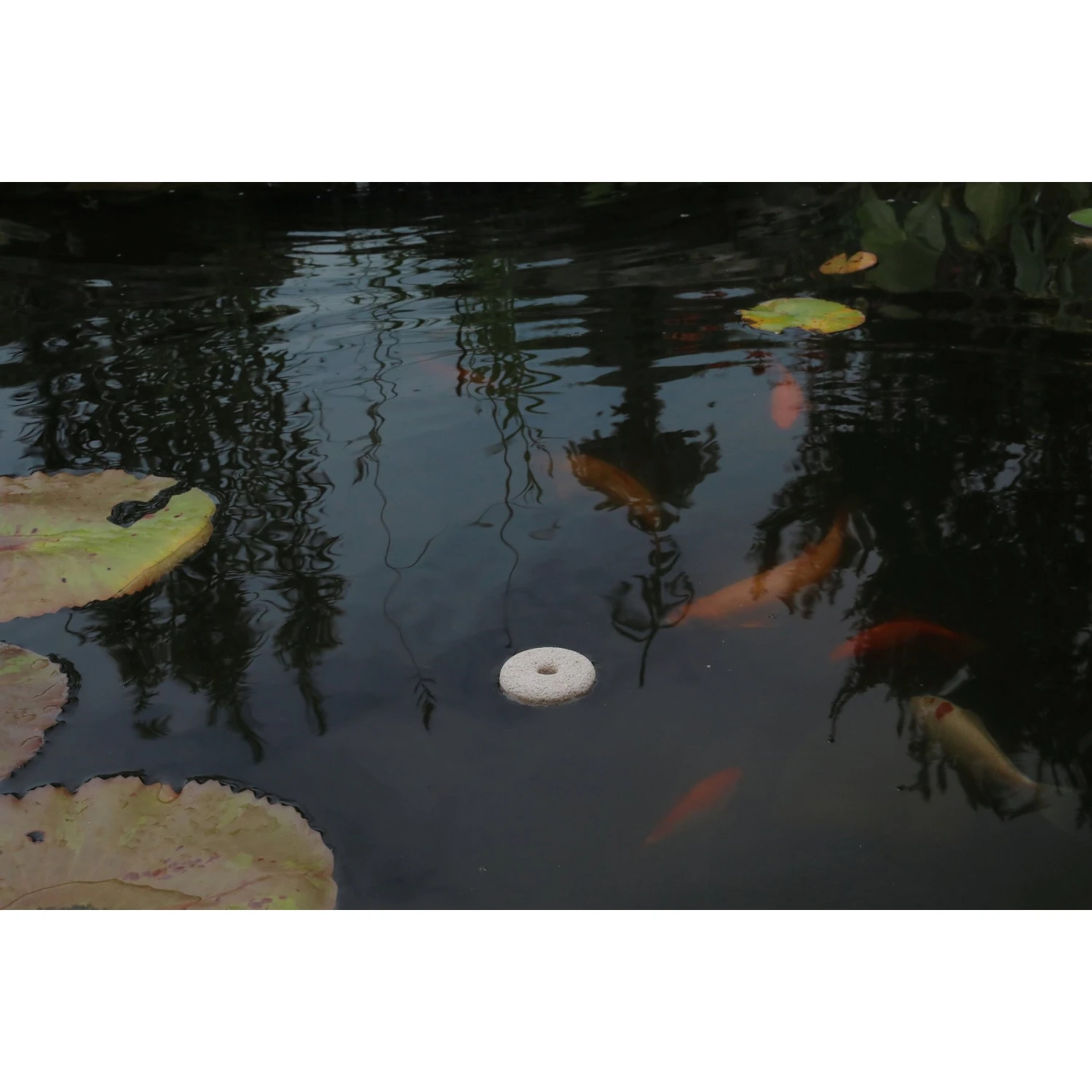 Summit Mosquito Dunks Larvae Control Tablets, 20 Count 5 Summit Mosquito Dunks Larvae Control Tablets, 20 Count - Image 3