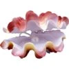 Penn-Plax Giant Clam Aquarium Ornament 2 Penn-Plax Giant Clam Aquarium Ornament -Plax Penn Shop 303210 MAIN. AC SS1800 V1625862671
