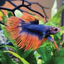 Current USA SereneSun Freshwater Wireless 24-HR Control White LED Aquarium Light -Plax Penn Shop 316527 PT2. AC SS1800 V1628119350