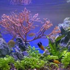 Current USA Weighted Base Bayou Manzanita Branch Aquarium Plant -Plax Penn Shop 316546 PT4. AC SS1800 V1628117830