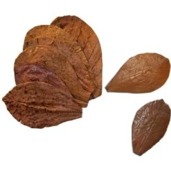 SunGrow Mini Freshwater Indian Almond Leaves Aquarium Water Conditioner For Betta Fish & Shrimp, 50 Count 9 SunGrow Mini Freshwater Indian Almond Leaves Aquarium Water Conditioner For Betta Fish & Shrimp, 50 Count -Plax Penn Shop 326827 PT1. AC SS1800 V1657656888