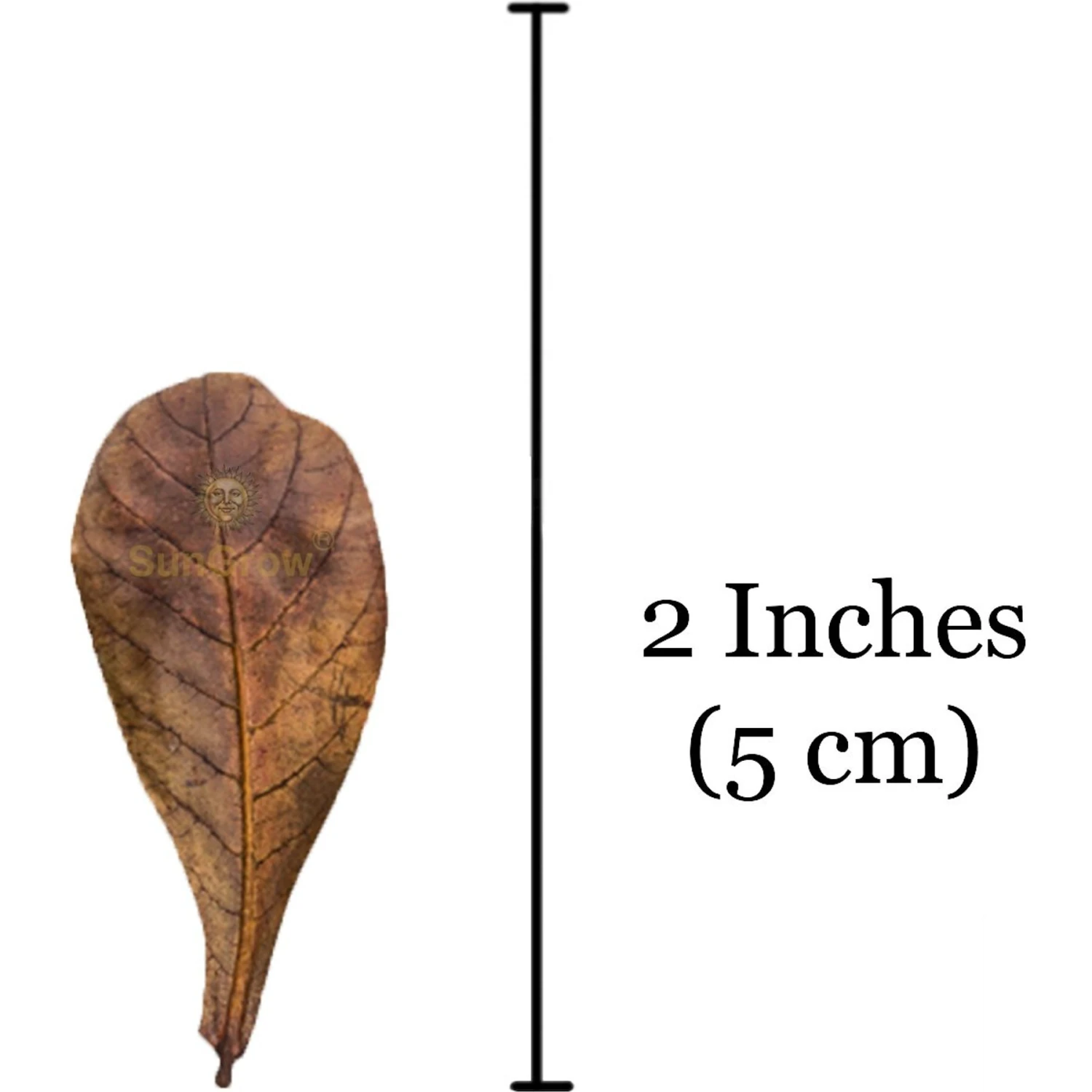 SunGrow Mini Freshwater Indian Almond Leaves Aquarium Water Conditioner For Betta Fish & Shrimp, 50 Count 8 SunGrow Mini Freshwater Indian Almond Leaves Aquarium Water Conditioner For Betta Fish & Shrimp, 50 Count - Image 6