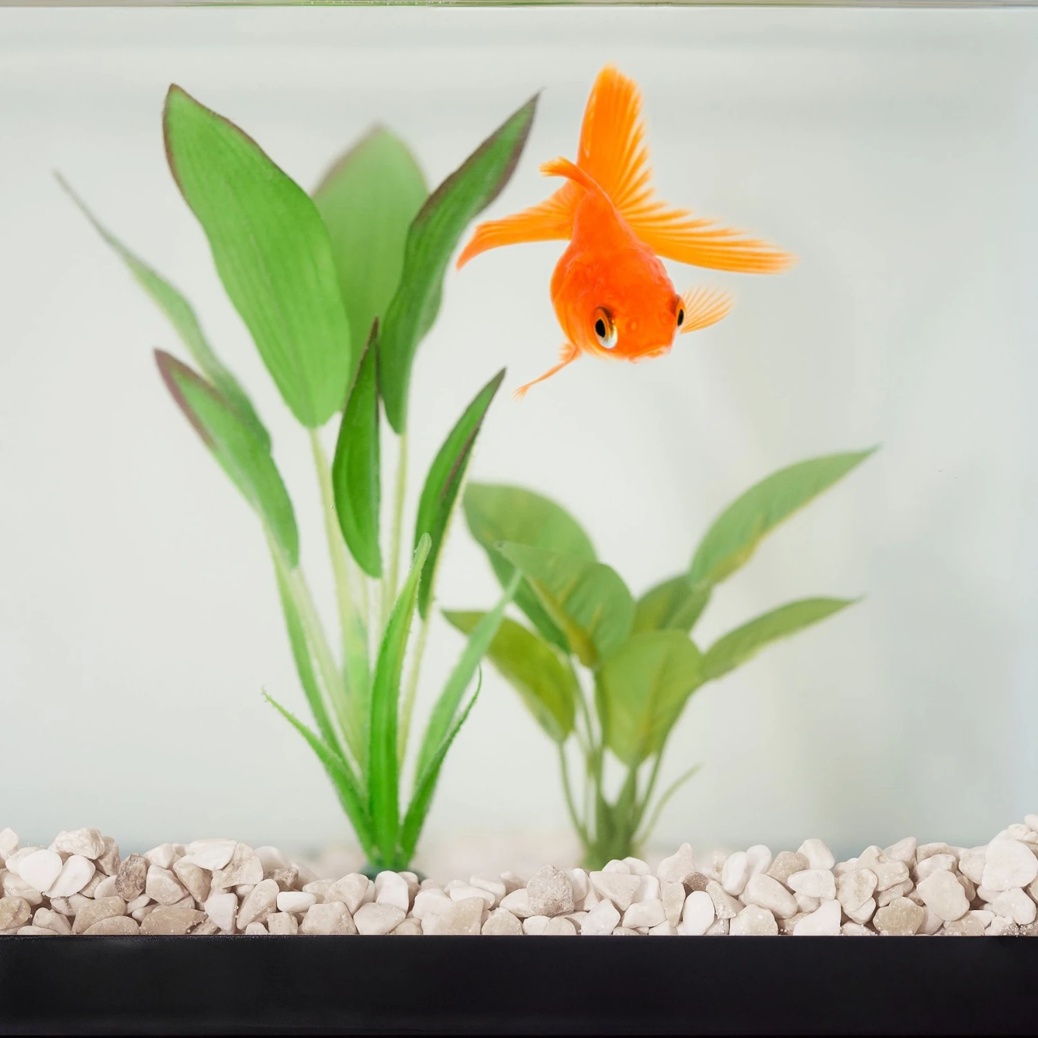 Frisco Natural Aquarium Gravel 4 Frisco Natural Aquarium Gravel - Image 2