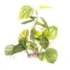 Underwater Treasures Jade Pothos Fish Plant -Plax Penn Shop 558710 MAIN. AC SS1800 V1657659606