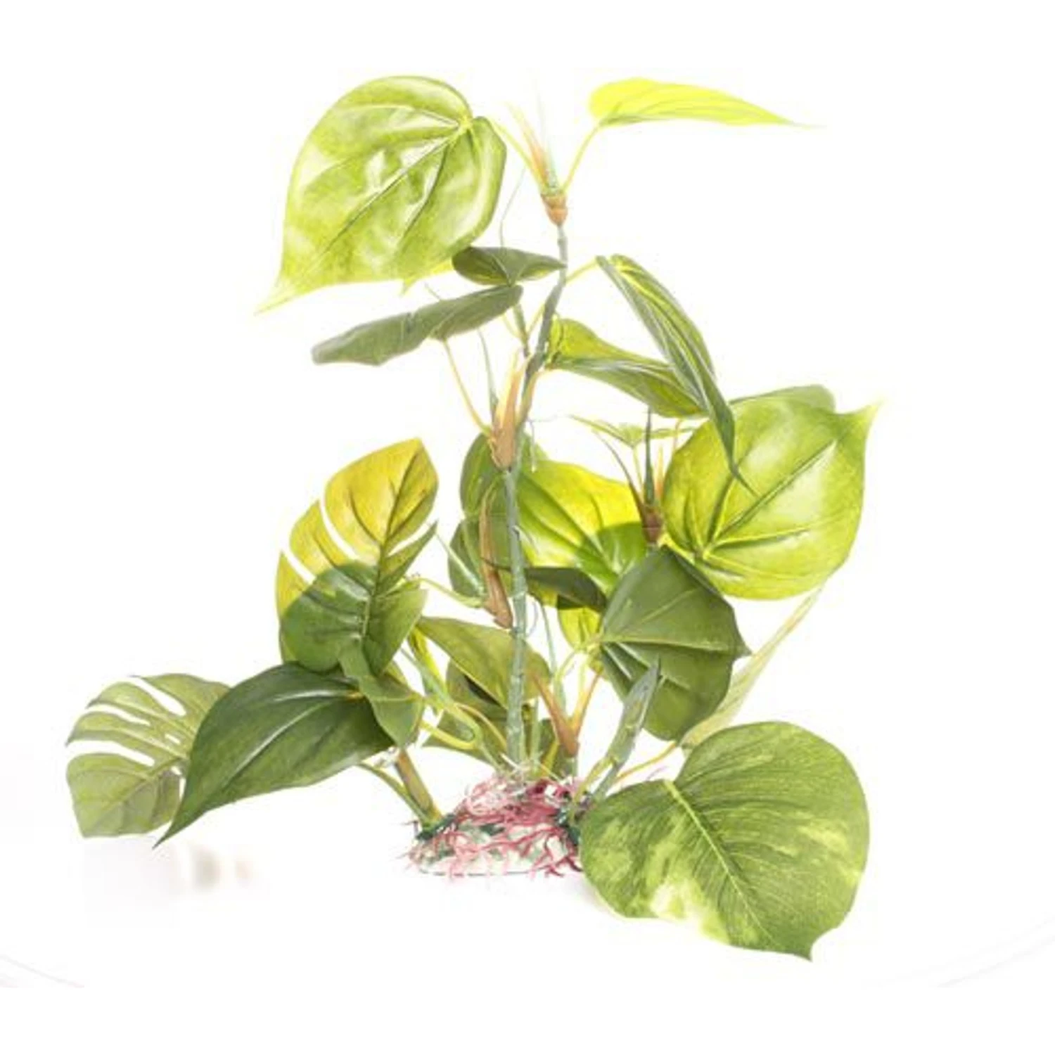 Underwater Treasures Jade Pothos Fish Plant 3 Underwater Treasures Jade Pothos Fish Plant