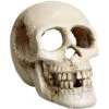 Underwater Treasures Skull Fish Ornament -Plax Penn Shop 559294 MAIN. AC SS1800 V1657659608