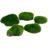 Underwater Treasures Mini Moss Rock Fish Ornament, 5 Count 2 Underwater Treasures Mini Moss Rock Fish Ornament, 5 Count -Plax Penn Shop 561342 MAIN. AC SS1800 V1658002238