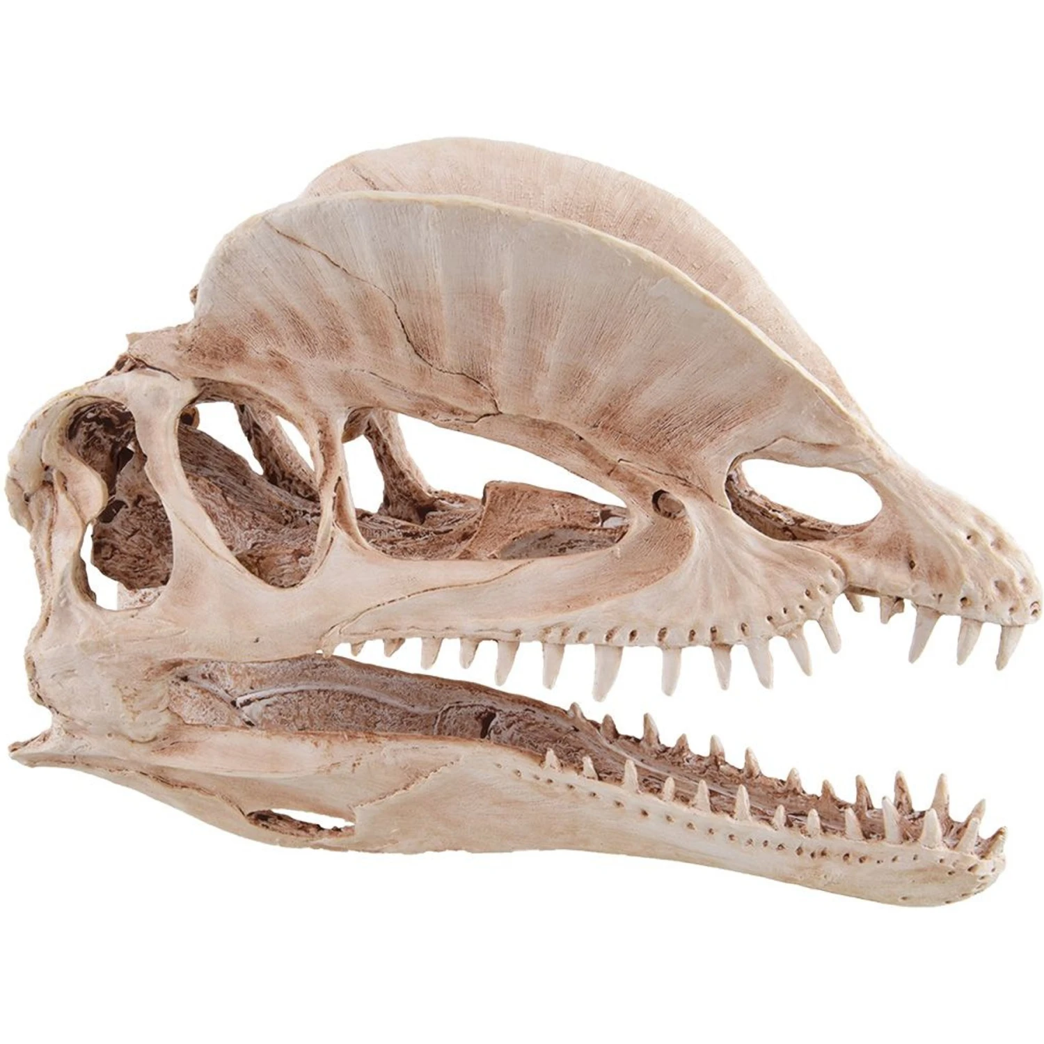 Underwater Treasures Dinosaur Skull Fish Ornament 3 Underwater Treasures Dinosaur Skull Fish Ornament