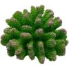 Underwater Treasures Polyped Coral Fish Ornament