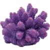 Underwater Treasures Cauliflower Coral Fish Ornament 1 Underwater Treasures Cauliflower Coral Fish Ornament -Plax Penn Shop 563718 MAIN. AC SS1800 V1657659679