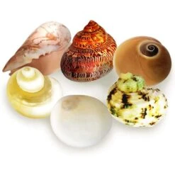 SunGrow Natural Hermit Crab Shells For Molting Protection & Shell Evacuation Fish Tank Decor, 6 Count 9 SunGrow Natural Hermit Crab Shells For Molting Protection & Shell Evacuation Fish Tank Decor, 6 Count -Plax Penn Shop 629158 PT1. AC SS1800 V1660765542
