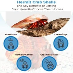 SunGrow Natural Hermit Crab Shells For Molting Protection & Shell Evacuation Fish Tank Decor, 6 Count 10 SunGrow Natural Hermit Crab Shells For Molting Protection & Shell Evacuation Fish Tank Decor, 6 Count -Plax Penn Shop 629158 PT2. AC SS1800 V1679931182