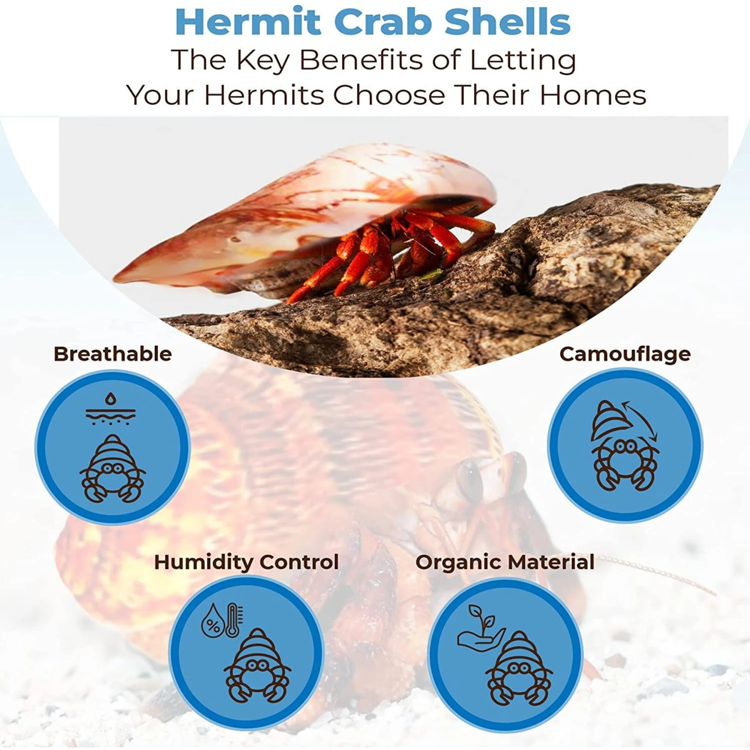 SunGrow Natural Hermit Crab Shells For Molting Protection & Shell Evacuation Fish Tank Decor, 6 Count 5 SunGrow Natural Hermit Crab Shells For Molting Protection & Shell Evacuation Fish Tank Decor, 6 Count - Image 3