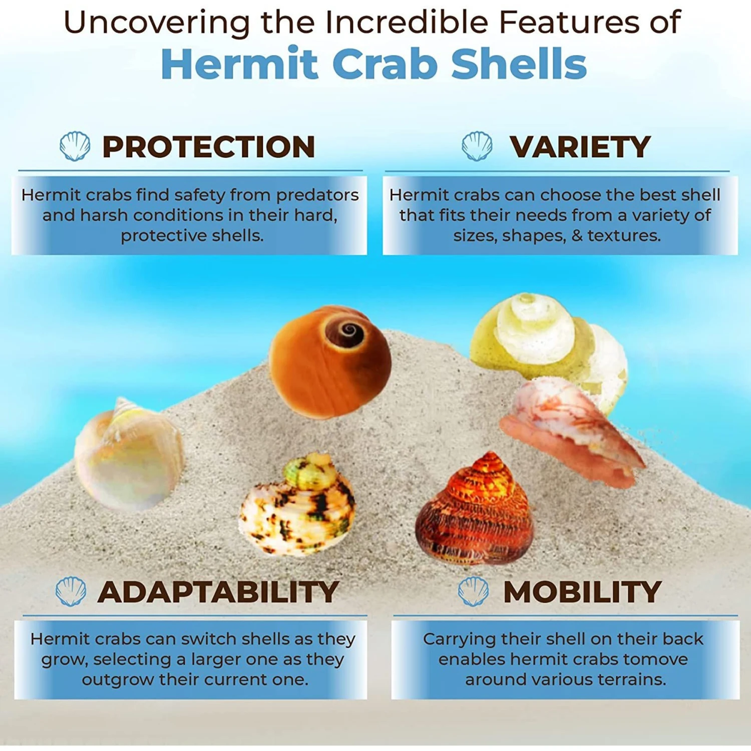 SunGrow Natural Hermit Crab Shells For Molting Protection & Shell Evacuation Fish Tank Decor, 6 Count 6 SunGrow Natural Hermit Crab Shells For Molting Protection & Shell Evacuation Fish Tank Decor, 6 Count - Image 4