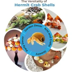 SunGrow Natural Hermit Crab Shells For Molting Protection & Shell Evacuation Fish Tank Decor, 6 Count 12 SunGrow Natural Hermit Crab Shells For Molting Protection & Shell Evacuation Fish Tank Decor, 6 Count -Plax Penn Shop 629158 PT4. AC SS1800 V1679931126