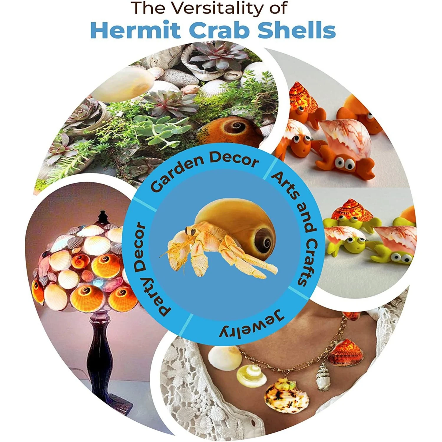 SunGrow Natural Hermit Crab Shells For Molting Protection & Shell Evacuation Fish Tank Decor, 6 Count 7 SunGrow Natural Hermit Crab Shells For Molting Protection & Shell Evacuation Fish Tank Decor, 6 Count - Image 5