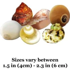 SunGrow Natural Hermit Crab Shells For Molting Protection & Shell Evacuation Fish Tank Decor, 6 Count 13 SunGrow Natural Hermit Crab Shells For Molting Protection & Shell Evacuation Fish Tank Decor, 6 Count -Plax Penn Shop 629158 PT5. AC SS1800 V1679931075