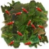 SunGrow Dried Mulberry Leaves Growth Supplement For Freshwater Aquarium Snail & Cherry Shrimp Food -Plax Penn Shop 712942 MAIN. AC SS1800 V1668615265