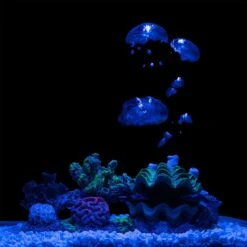 GloFish Coral Air Aquarium Pump Décor -Plax Penn Shop 714654 PT3. AC SS1800 V1670616720