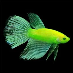 GloFish Betta Aquarium Water Conditioner, 2-oz Bottle -Plax Penn Shop 714958 PT3. AC SS1800 V1670619282