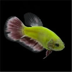 GloFish Betta Aquarium Water Conditioner, 2-oz Bottle -Plax Penn Shop 714958 PT4. AC SS1800 V1670619226