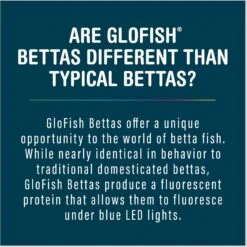 GloFish Betta Aquarium Water Balance, 2-oz Bottle -Plax Penn Shop 714974 PT5. AC SS1800 V1670619629