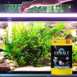 Cobalt Aquatics Select Tropical Flakes Fish Food 11 Cobalt Aquatics Select Tropical Flakes Fish Food -Plax Penn Shop 765718 PT3. AC SS1800 V1676321728