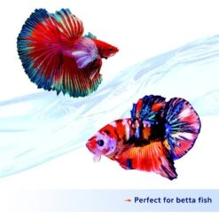 Aqueon Nutrinsect Fish-Free Fish Food Betta Pellets 12 Aqueon Nutrinsect Fish-Free Fish Food Betta Pellets -Plax Penn Shop 770422 PT3. AC SS1800 V1681849286