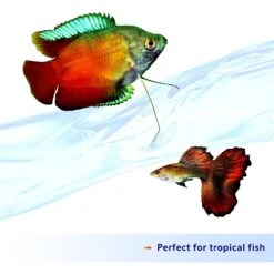 Aqueon Nutrinsect Fish-Free Fish Food Tropical Flakes -Plax Penn Shop 770470 PT3. AC SS1800 V1681850119