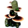 Penn-Plax Deco-Replicas Tree Trunk With Shelf Mushrooms Aquarium Decoration Fish Ornament, Medium 2 Penn-Plax Deco-Replicas Tree Trunk With Shelf Mushrooms Aquarium Decoration Fish Ornament, Medium -Plax Penn Shop 880502 MAIN. AC SS1800 V1688148591