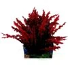 Penn-Plax Aqua-Scaping Red Bunch Fish Plant, Large, Red, 5 Count 2 Penn-Plax Aqua-Scaping Red Bunch Fish Plant, Large, Red, 5 Count -Plax Penn Shop 881654 MAIN. AC SS1800 V1688154071