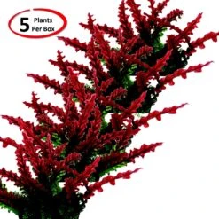 Penn-Plax Aqua-Scaping Red Bunch Fish Plant, Large, Red, 5 Count -Plax Penn Shop 881654 PT1. AC SS1800 V1688157176