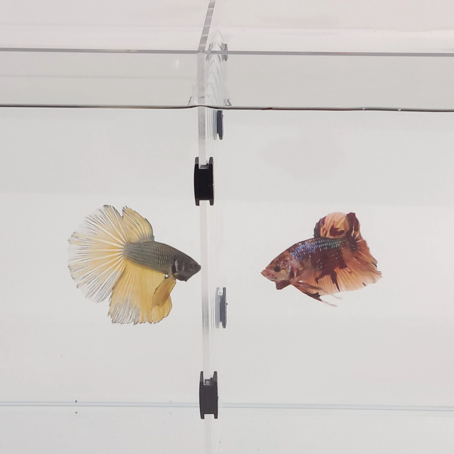 Lifegard Bookshelf Aquarium R460043 & R460083 Acrylic Dividers, Black, 2-pack, 11-gal 8 Lifegard Bookshelf Aquarium R460043 & R460083 Acrylic Dividers, Black, 2-pack, 11-gal - Image 6